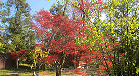Botanischer Garten in Frankenburg am Hausruck: Ein waldreicher Garten mit prächtig rot gefärbten Laubbäumen, die eine ruhige Umgebung mit einem Holzhaus schaffen. Der Boden ist mit Laub bedeckt und es gibt Sitzgelegenheiten, die zum Verweilen einladen.
