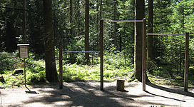 Trimm-Dich-Pfad in Freinberg: Der Wald in dieser Szene scheint sehr dicht und grün zu sein. Es gibt einige vertikale Strukturen, die offenbar für Aktivitäten genutzt werden könnten. Der Boden ist mit Laub und Steinen bedeckt. Insgesamt vermittelt das Bild einen ruhigen, natürlichen Eindruck eines Waldgebiets.