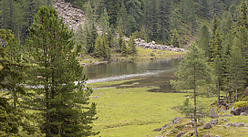 Der Debantbach östlich der Gaimberger Alm