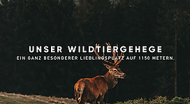 Ein imposanter Hirsch in einer malerischen Landschaft. Umgeben von Wäldern und sanften Hügeln auf 1150 Metern Höhe.