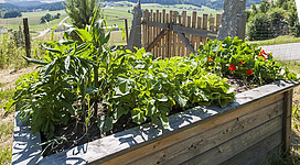 Pflanzen fürs Hochbeet