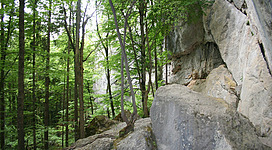 Steinklüfte in St. Gilgen: Das Bild zeigt eine wunderschöne, natürliche Landschaft mit einem Wald voller grüner Bäume und einer steilen Felswand im Vordergrund. Die Umgebung ist sehr malerisch und friedlich.