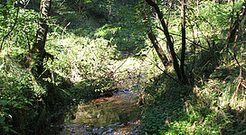 Landschaftsschutzgebiet Weyr-Welsern in Neukirchen an der Vöckla: Ein idyllischer Waldbach fließt durch eine üppige, grüne Umgebung. Die Bäume und Sträucher säumen die Ufer und werfen Schatten auf das klare Wasser. Es scheint ein ruhiger, natürlicher Ort zu sein, der zum Verweilen einlädt.