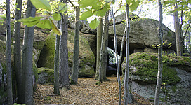 Einsiedlerhöhle in Waldhausen im Strudengau: Ein Waldweg schlängelt sich durch einen Wald mit üppiger Vegetation und bemoosten Felsen. Mächtige Bäume säumen den Weg, ihre Blätter werfen ein grünes Licht auf den Boden. Es herrscht eine friedliche, ruhige Atmosphäre in dieser natürlichen Umgebung.