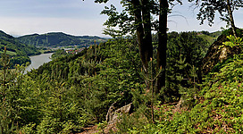 Panoramablick Dichterstein in Grein: Eine üppige Waldlandschaft erstreckt sich über die sanften Hügel. Helle Bäume mit grünem Blätterdach ragen in den Himmel, während sich im Hintergrund weitere bewaldete Gebirgszüge erstrecken. Ein Weg schlängelt sich durch die Vegetation, die von der Sonne durchdrungen wird.
