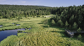 Hochmoor Bayrische Au - Drohnenfoto