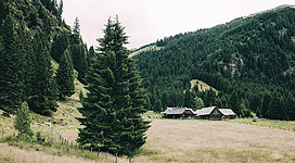 Eine ruhige Landschaft mit grünen Hügeln und dichten Wäldern. Im Vordergrund steht ein hoher Baum und im Hintergrund sind mehrere Hütten zu sehen.