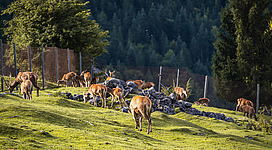 Eine Wanderung im Wildgehege Wochenbrunner Alm erleben