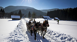 Reiten am Pferdehof Dachsteinblick