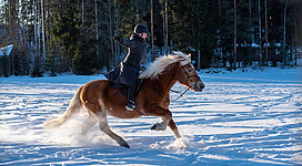 Reiten im Reitzentrum Ausseerland
