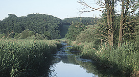 Europaschutzgebiet Pfeiferanger in Eggelsberg: Gemütlicher Waldpfad, gesäumt von üppigem Grün und einer ruhigen Wasserpassage. Die Szenerie vermittelt eine friedliche, naturnahe Atmosphäre.