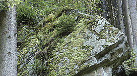 Tal des Kleinen Kößlbaches in Engelhartszell: Eine Felsformation, die vollständig von Moos und Flechten bedeckt ist. Die Oberfläche ist uneben und struktur-reich, mit vielen kleinen Vorsprüngen und Vertiefungen. Die Vegetation dringt tief in die Risse und Spalten des Felsens ein, was dem Ganzen ein wildes, natürliches Aussehen verleiht. Die umgebenden Bäume fügen zusätzliche Grüntöne und Kontraste hinzu, die das Bild zu einem harmonischen Naturelement machen.