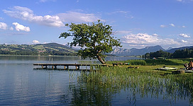 im Vordergrund der See mit Schilf, Steg, schiefer Baum, im Hintergrund die Berge