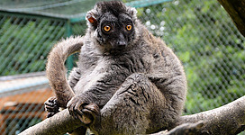 Den Raritätenzoo in Ebbs besuchen