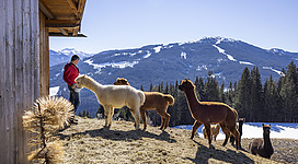 Eine Alpakawanderung bei der Alpaka Alm erleben