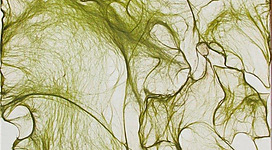 Atelier- Galerie Heidi Zenz in Eggelsberg: Verschlungene grüne Linien und Formen erstrecken sich über die ganze Bildfläche. Es scheint sich um eine abstrakte, fließende Komposition aus organischen Elementen zu handeln, die einen natürlichen, lebendigen Eindruck vermittelt.