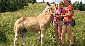 Zwei Mädchen stehen auf einer Wiese und füttern ein junges Pony. Im Hintergrund sind Bäume und eine sanfte Hügelkette zu sehen.