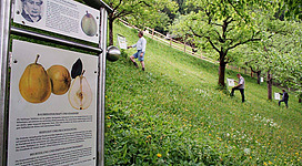 Ein Obstgarten mit mehreren Personen, die Bäume pflücken. An einem Zaun sind Informationen über die Obstsorten angebracht.