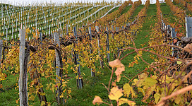Ein malerischer Weinberg mit Reben und bunten Blättern im Herbst. Sanfte Hügel erstrecken sich in der Ferne.