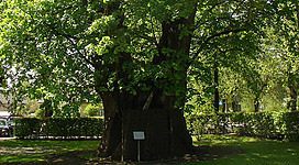 Foto zeigt 1000 jährige Linde im Grieß mit Betonkern Naturdenkmal in St. Georgen im Attergau