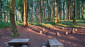 Naturlehrpfad Hofau in Mattighofen: Ein grüner, waldiger Bereich mit hohen Bäumen und einer Sitzgruppe aus Holzbänken und Tischen am Boden. Der Waldboden ist mit Laub und Zweigen bedeckt, und es scheint ein friedlicher und natürlicher Ort zu sein.