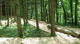 Ein ruhiger Waldweg, umgeben von hohen Bäumen. Das Sonnenlicht fällt sanft auf den Boden und schafft eine entspannte Atmosphäre.