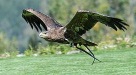 Eurasian sea eagle flying, falconry Adlerwarte in Obernberg am Inn