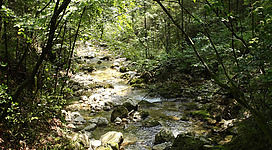 Kremsursprung in Micheldorf in Oberösterreich: Das Bild zeigt eine idyllische Waldlandschaft mit einem kleinen Bach, der über Felsen und Steine fließt. Die Bäume sind dicht bewachsen und werfen einen dunklen Schatten auf den Wasserlauf. Es ist eine friedliche und naturnahe Szene.