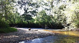 Flussbad an der Mattig in Mattighofen: Eine ruhige Waldlandschaft mit einem fließenden Fluss. Der Fluss schlängelt sich durch das dichte Laubwerk der Bäume, die den Uferbereich säumen. Das Wasser ist klar und spiegelt das grüne Blätterdach wider. Einige Steine und Felsen ragen aus dem Flussbett hervor, was dem Gewässer einen natürlichen Charakter verleiht.