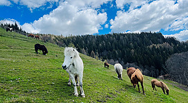Eine malerische Wiese mit mehreren Pferden, darunter ein weißes Pferd im Vordergrund. Der Himmel ist bewölkt und die Landschaft ist von grünen Hügeln und Wäldern umgeben.