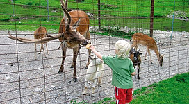 Ein kleines Kind füttert ein Reh am Zaun. Im Hintergrund sind weitere Tiere und grüne Wiese zu sehen.