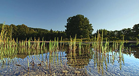 Ein ruhiger Teich mit aufrechtem Gras und klarem Wasser. Im Hintergrund ist ein großer Baum und die umgebende Landschaft sichtbar.