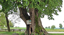 Tausendjährige Linde