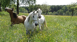 Martin's Kleinpferde Hof und Wanderreitstation in Kopfing im Innkreis: Auf der Wiese stehen mehrere Pferde, die friedlich grasen. Die Tiere sind unterschiedlichen Brauntönen, darunter ein weißes Pferd. Sie befinden sich in einer ländlichen Umgebung mit Bäumen und blühenden Blumen.
