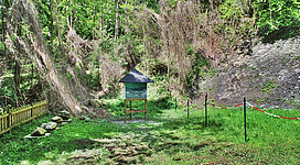 Naturdenkmal Ottnangium in Wolfsegg am Hausruck: In einem abgelegenen Waldgebiet befindet sich ein kleiner grüner Informationsstand. Dieser steht auf einer grasbedeckten Lichtung inmitten von hohen Bäumen und dichter Vegetation. Ein schmaler Pfad führt in die Umgebung hinein, flankiert von Absperrungen.