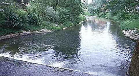 Ein ruhiger Fluss fließt durch eine grüne Landschaft. Am Ufer sind Bäume und Sträucher zu sehen.