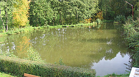 Naturteich in Niederkappel: Der Blick fällt auf einen ruhigen Teich, der von einem dichten Wald umgeben ist. Die Ufervegetation spiegelt sich in dem klaren Wasser wider, und vereinzelte Bäume mit buntem Laub säumen das Ufer. Auf der linken Seite befindet sich eine Bank, die zum Verweilen einlädt. Die Szenerie vermittelt eine friedliche und entspannende Atmosphäre.