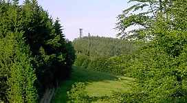 Ein ruhiger Waldweg, der von hohen Bäumen gesäumt wird. Im Hintergrund sind sanfte Hügel und ein Aussichtsturm sichtbar.