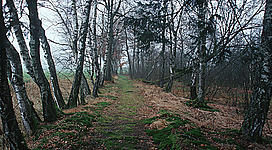 Gmöser Moor, Dammweg