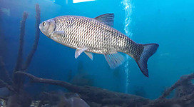 Attersee-Aquarium beim Musikpavillon in Weyregg in Weyregg am Attersee: Das Bild zeigt einen silbrigfarbenen Fisch mit einer schuppigen Oberfläche, der sich in einem türkisfarbenen Unterwasserbereich bewegt. Es scheint sich um eine detaillierte Aufnahme eines attraktiven Aquarienbewohners zu handeln.