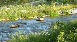 Au-Lehrpfad in Naarn im Machlande: Eine malerische Landschaft mit einem fließenden Gewässer, an dessen Ufern ein üppiger Bewuchs aus verschiedenen Pflanzen und Blumen zu sehen ist. Die Szene vermittelt einen natürlichen und friedlichen Eindruck.