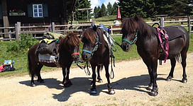 Ponytrekking in Eibiswald erleben