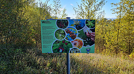 Heilkräuter-Weg in Lengau: Ein Naturschild mit farbigen Fotos von Pflanzen und Tieren. Das Schild befindet sich in einer waldigen Umgebung mit gelben Bäumen und grünem Gras. Es gibt keine Identifikation von Personen auf dem Schild, sondern es werden lediglich die verschiedenen Elemente der Natur gezeigt.