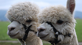 Alpakas in Berg im Attergau