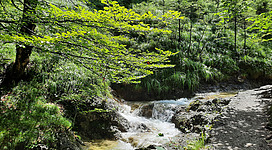 Bild von dem Wanderweg zum Nixenfall