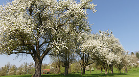 Ein blühender Obstgarten mit großen, weißen Blumen an den Bäumen. Der Himmel ist klar und blau, und das Gras ist grün.