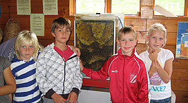 Unsere Schaustöcke können gleichzeitig eingesetzt werden ? man kann die Bienenkönigin beobachten, sowohl das summen der Bienen lauschen, und den Geruch des Stockes genießen, wo Pollen, Wachs, Propolis und Honig  zusammen einen wahren blumigen Duft entfalten.