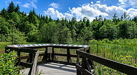 Erlebnisweg Moorwald - Eine hölzerne Aussichtsplattform blickt auf ein grünes Moorgebiet, das von einem dichten Wald umgeben ist. Der Himmel ist blau mit weißen Wolken.
