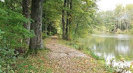 Bäume am Ziegelteich