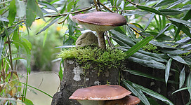 Ein Baumstumpf mit zwei Pilzen, von Moos umgeben. Im Hintergrund sind grüne Pflanzen und Blätter sichtbar.